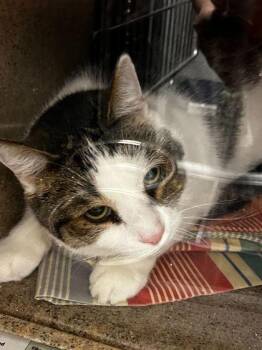 Domestic Short Hair Cats Available for Adoption in Sevierville, Tennessee - Oshkosh | PetCurious