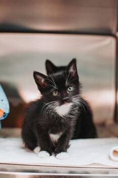 Domestic Short Hair Cats Available for Adoption - 91598a Carrot-Petco North Charleston | PetCurious