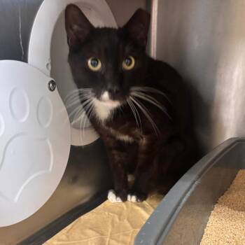 Chris -  Domestic Short Hair Cat Available for Adoption in Jupiter, Florida - Chris | PetCurious