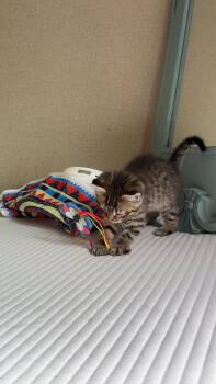 Nala -  Domestic Short Hair Cat for Adoption in Kimberlin Heights, Tennessee - Nala | PetCurious