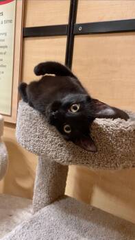 Domestic Short Hair Cats Available for Adoption in Port Barrington, Illinois - Sasha | PetCurious