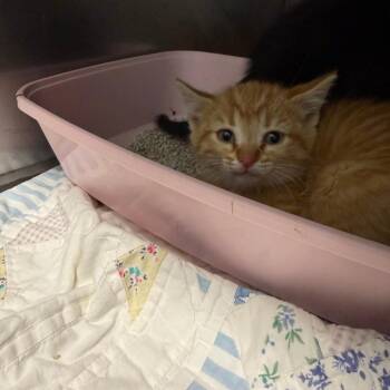 Proud Mary -  Domestic Short Hair Cat for Adoption in Durango, Colorado - Proud Mary | PetCurious