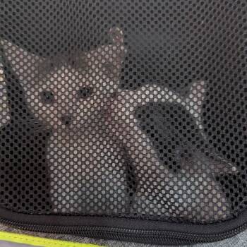 Calligraphy -  Domestic Short Hair Cat for Adoption in Orlando, Florida - Calligraphy | PetCurious