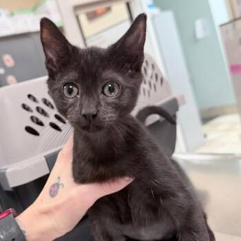Gladiator -  Domestic Short Hair Cat for Adoption in Titusville, Florida - Gladiator | PetCurious