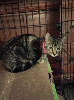Moxie -  Domestic Short Hair Cat for Adoption in Cromwell, Kentucky - Moxie | PetCurious