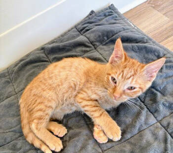 Rescue Domestic Short Hair Cats for Adoption in Chapel Hill, North Carolina - Stosh | PetCurious