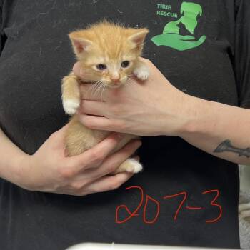 Domestic Short Hair Cats Available for Adoption in Mt. Juliet, Tennessee - Scrap | PetCurious