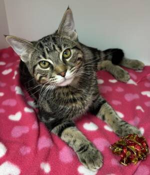 SMOKE -  Domestic Short Hair Cat for Adoption in Burbank, California - SMOKE | PetCurious