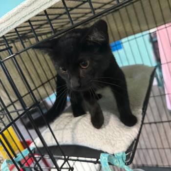 Eric -  Domestic Short Hair Cat for Adoption in Marion, Virginia - Eric | PetCurious