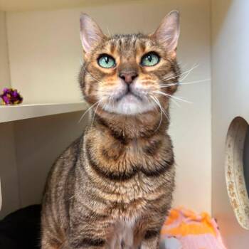 Capone -  Bengal Cat for Adoption in Waynesboro, Pennsylvania - Capone | PetCurious
