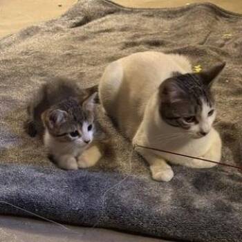 Domestic Short Hair Cats Available for Adoption in Pittsburgh, Pennsylvania - Maple | PetCurious