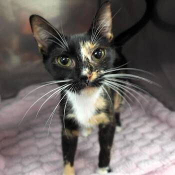 Rutabaga -  Domestic Short Hair Cat for Adoption in Michigan City, Indiana - Rutabaga | PetCurious