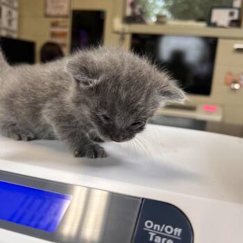 Jay -  Domestic Medium Hair Cat for Adoption in Columbus, North Carolina - Jay | PetCurious