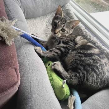 Rescue Domestic Short Hair Cats for Adoption in Gladstone, Oregon - PB Blossom - Midwest Food Litter | PetCurious