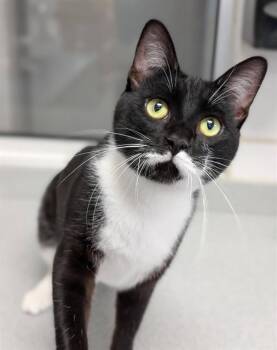 Domestic Short Hair Cats Available for Adoption in Canfield, Ohio - CHUCK NORRIS | PetCurious