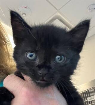 JACK -  Domestic Long Hair Cat for Adoption in Houston, Texas - JACK | PetCurious