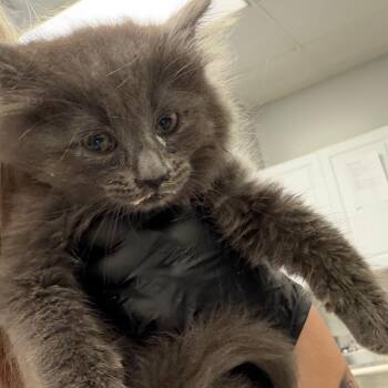 Billy -  Domestic Medium Hair Cat for Adoption in Greenville, South Carolina - Billy | PetCurious