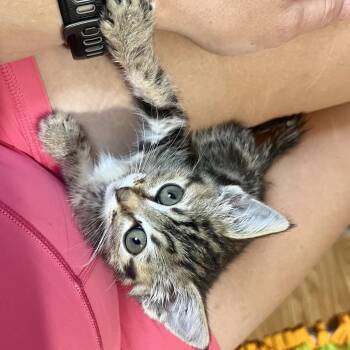 Rye -  Domestic Short Hair Cat for Adoption in Park City, Utah - Rye | PetCurious