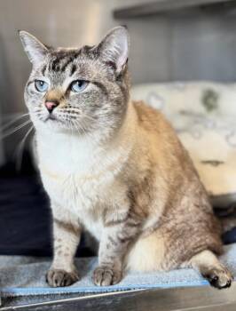 Ahsoka -  Siamese Cat for Adoption in North Haven, Connecticut - Ahsoka | PetCurious