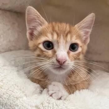 Domestic Short Hair Cats Available for Adoption in San Antonio, Texas - Oliver | PetCurious