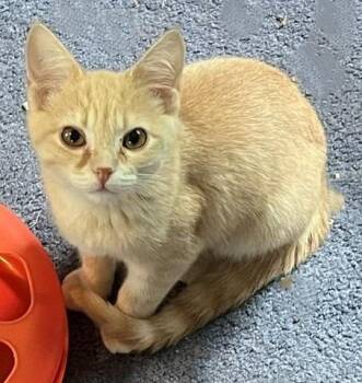 Cam -  Domestic Short Hair Cat for Adoption in Cumberland, Maine - Cam | PetCurious