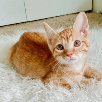 Rescue Domestic Short Hair Cats for Adoption in Kansas City, Missouri - Rusty 2174 | PetCurious