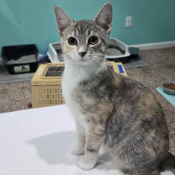 Fitter Happier -  Domestic Short Hair Cat for Adoption in Richmond, Virginia - Fitter Happier | PetCurious