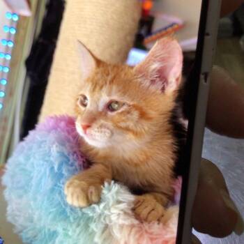 Domestic Short Hair Cats Available for Adoption in New Orleans, Louisiana - Austin | PetCurious