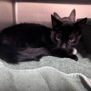 Enchantress 29905 -  Domestic Short Hair Cat for Adoption in Middleburg, Florida - Enchantress 29905 | PetCurious
