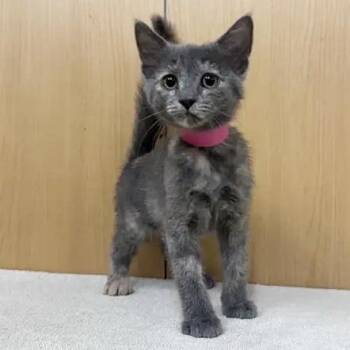 Toast -  Domestic Medium Hair Cat for Adoption in Brentwood, Missouri - Toast | PetCurious