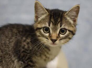 Silly Billy -  Domestic Short Hair Cat for Adoption in Portland, Oregon - Silly Billy | PetCurious