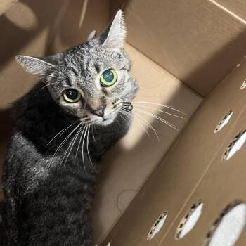 Chi Chi -  Domestic Short Hair Cat for Adoption in Tampa, Florida - Chi Chi | PetCurious