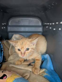 Tanjin - At shelter -  Domestic Short Hair Cat for Adoption in Rustburg, Virginia - Tanjin - At Shelter | PetCurious
