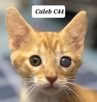 Caleb -  Domestic Short Hair Cat for Adoption in Morganton, North Carolina - Caleb | PetCurious