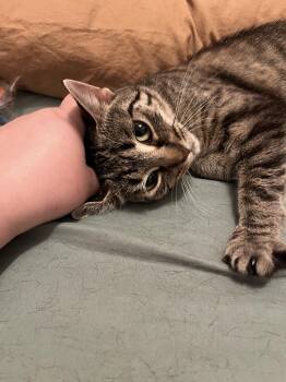 Charlotte -  Domestic Short Hair Cat for Adoption in Kalamazoo, Michigan - Charlotte | PetCurious
