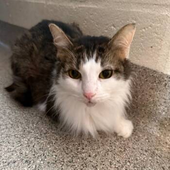 Domestic Short Hair Cats Available for Adoption - Renesmee | PetCurious
