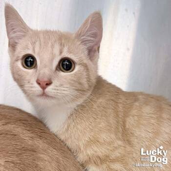Domestic Short Hair Cats Available for Adoption - Jimmy | PetCurious