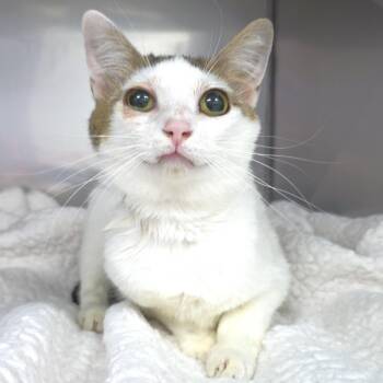 Porsche -  Domestic Short Hair Cat Available for Adoption in Michigan City, Indiana - Porsche | PetCurious