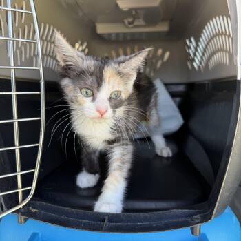 Trinity -  Dilute Calico Cat for Adoption in Fresno, California - Trinity | PetCurious