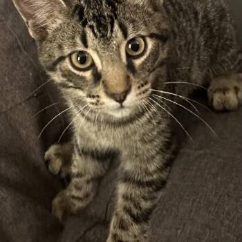 Domestic Short Hair Cats Available for Adoption in Tupelo, Mississippi - Stripes | PetCurious