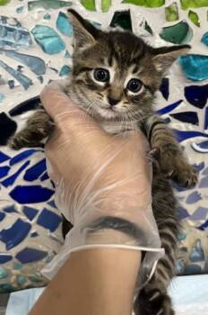 DONALD -  Domestic Short Hair Cat for Adoption in Pensacola, Florida - DONALD | PetCurious