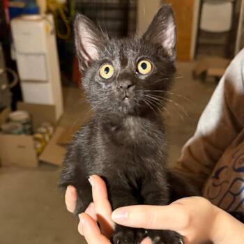 Mabel -  Domestic Medium Hair Cat Available for Adoption in Midland, Texas - Mabel | PetCurious