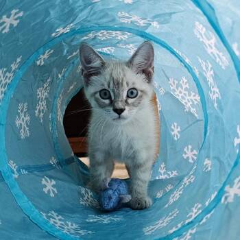 Ocean -  Domestic Medium Hair Cat for Adoption in Germantown, Maryland - Ocean | PetCurious