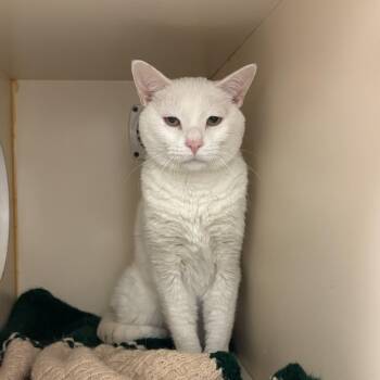 Rescue Domestic Short Hair Cats for Adoption in South Elgin, Illinois - Sugar | PetCurious