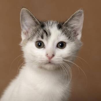 Aniya -  Domestic Short Hair Cat for Adoption in Chicago, Illinois - Aniya | PetCurious