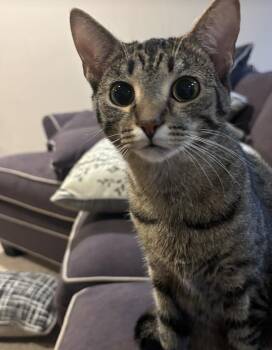 Rescue Domestic Short Hair Cats for Adoption in Philadelphia, Pennsylvania - Rocco | PetCurious
