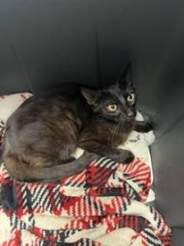 MINNIE -  Domestic Short Hair Cat for Adoption in Stockton, California - MINNIE | PetCurious