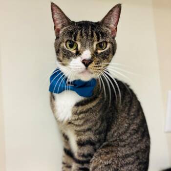 Maude Finlay -  Domestic Short Hair Cat for Adoption in Woodbury, New Jersey - Maude Finlay | PetCurious