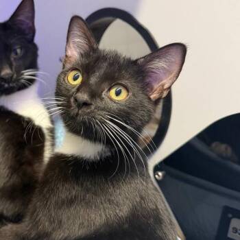 Lemur -  Domestic Short Hair Cat for Adoption in New York, New York - Lemur | PetCurious