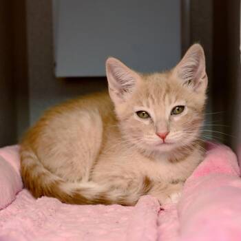 Clementine -  Domestic Short Hair Cat for Adoption in Seattle, Washington - Clementine | PetCurious